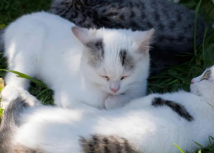 Bio-bauernhof Simonbauer Фермерський будинок